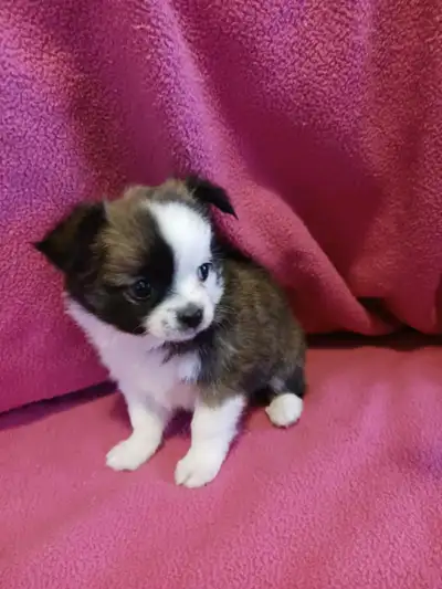 Chihuahua à poil long, View more