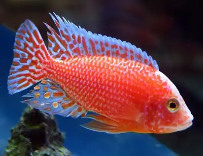 Stunning Cichlid Sale @ TT Pets!, View more