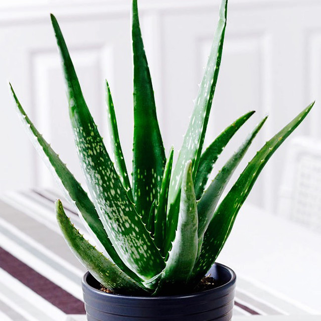 PLUSIEURS PLANTES SUCCULENTES INCLUANT LEURS POTS LUXUEUX !!! dans Autre  à Laval/Rive Nord - Image 4