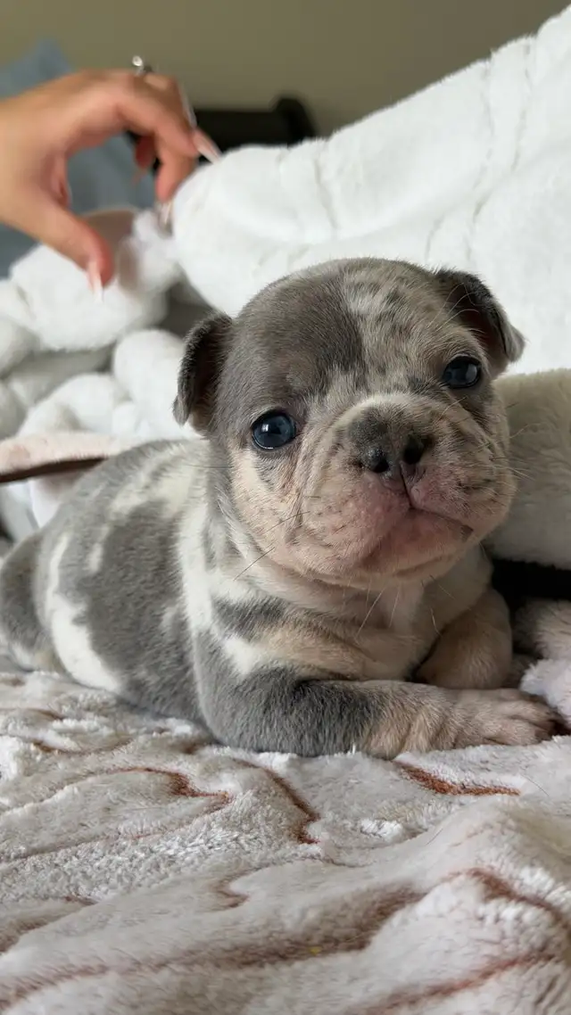 EXOTIC FRENCH BULLDOGS PUPPIES FOR SALE in Dogs & Puppies for Rehoming in Mississauga / Peel Region - Image 3