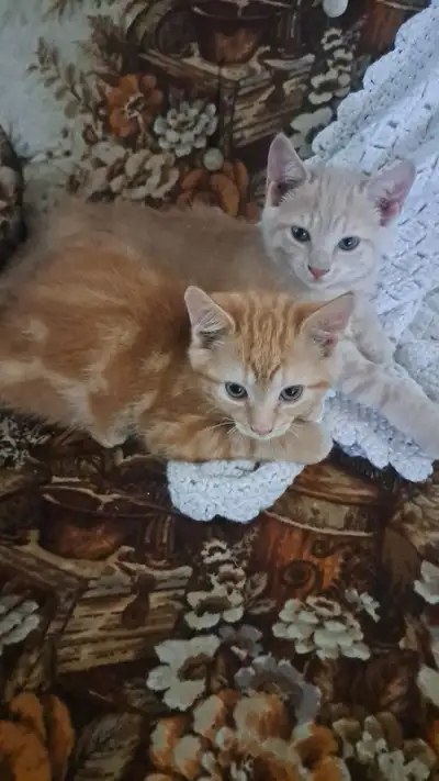 Chaton mâle orange et femelle orange pale à vendre. Ils sont super mignon colleur et vont dans la li...