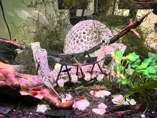 Ornamental shrimps in Fish for Rehoming in Lethbridge - Image 4