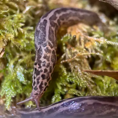 Limax Maximus “Leopard Slug”, View more