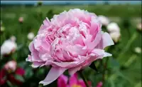Belle fleur pivoine rose vivace