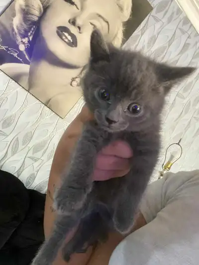 small kitten  , View more