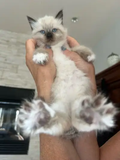 Adorable Ragdoll Kittens For Sale, View more