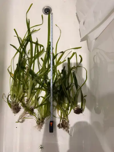 Lot of jungle Val , View more