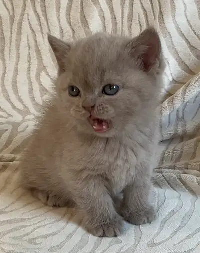 Bouncy Baby British Shorthair Lilac Kitten, View more