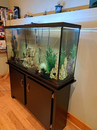 60 gal Aquarium,  stand, fish and accessories 