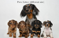 Long Haired Miniature Dachshunds 