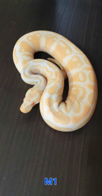 WEEKEND SALE ONLY!  ALBINO BALL PYTHON