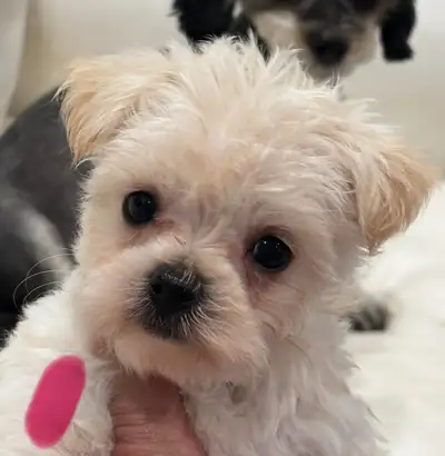 MALTESE/MORKIE PUPPIES READY TO GO!!!, View more