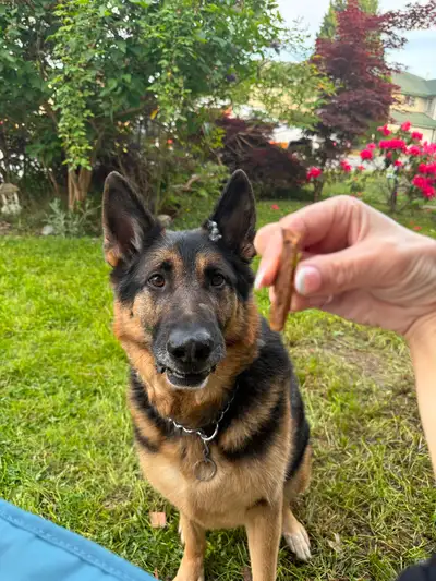 Experienced German Shepherd Home Needed, View more