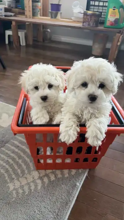 Bichon Poodle Puppies, View more
