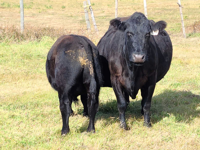 Black  Angus  cow calf prs and bred cows dispersal still availab in Livestock in Lloydminster - Image 4
