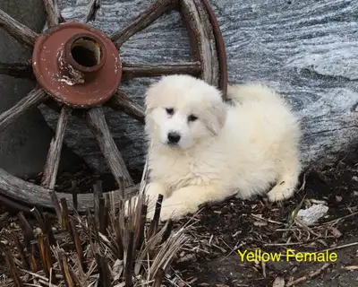 Great Pyrenees Puppies, View more