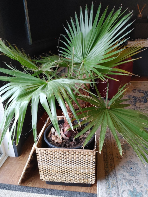 Live Palm tree in Plants, Fertilizer & Soil in Kawartha Lakes