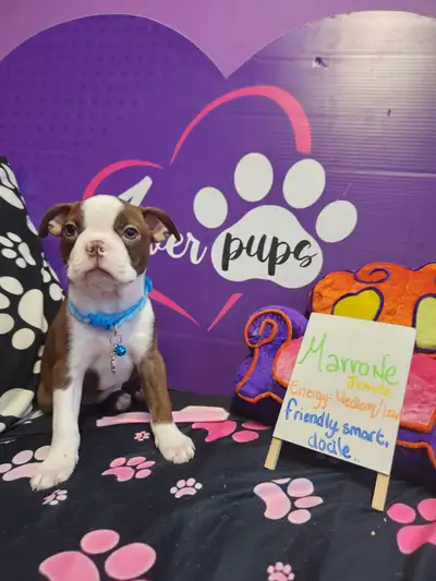 Boston Terrier puppies *vacc. deworm. Microchip. 1y.garantee, View more