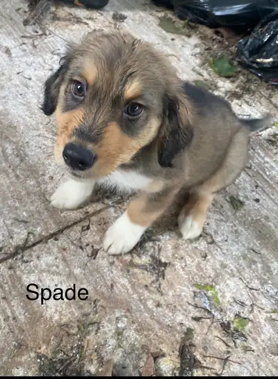 Rescued mom and pups puppies are super cuddly and affectionate, ready to go to their new home as the...
