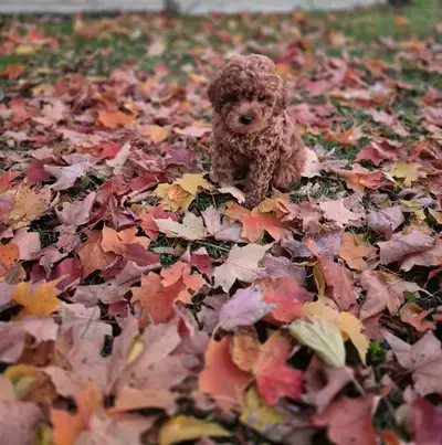 Striking Dark Red Cockapoo Puppies, View more