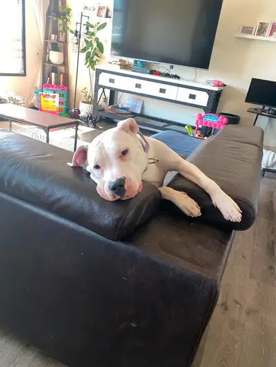 Looking to rehome our 1.5 year old dogo. She was born deaf. And needs more training and time than we...