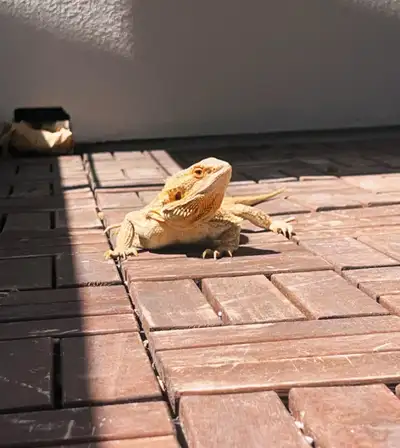 Female Bearded Dragon w/ enclosure, View more