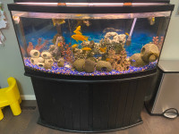 72 Gallon Bow Front Fish tank Aquarium