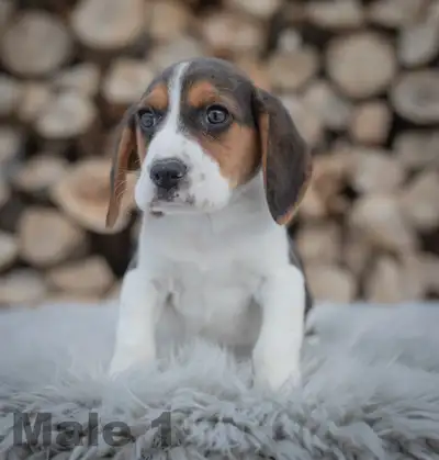 Beagle Puppies, View more