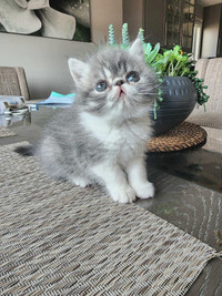 Beautiful Exotic Shorthair and Longhair Kittens