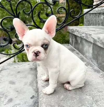 French Bulldog Female, View more