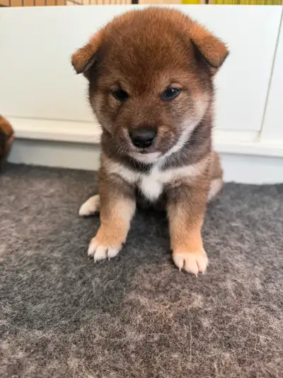 Shiba inu sésame pure race, View more