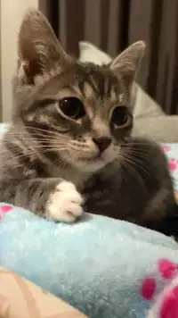 Grey Female Kitten !!