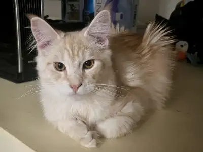 Chaton mâle de 5 mois pure race Pret a partir dans sa famille adoptive joueur et energique tres bon...