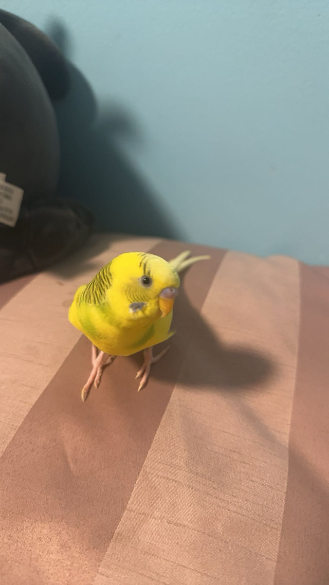 budgies for sale in Birds for Rehoming in Saskatoon - Image 4