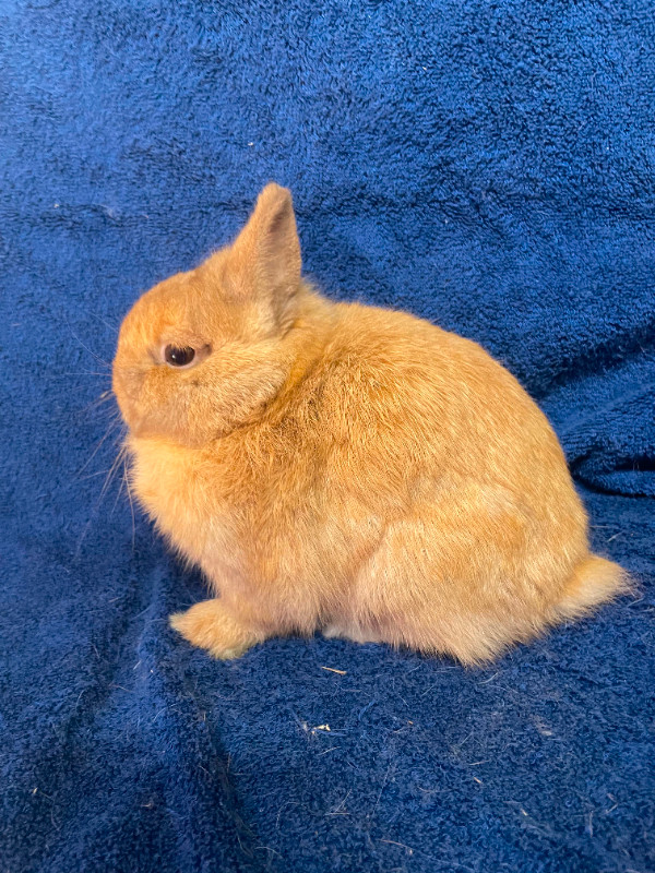EXTRAORDINARY Netherland dwarf, Mini Rex, Holland lop, Lionhead in Small Animals for Rehoming in Kingston - Image 3