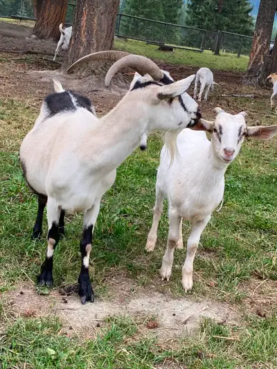 Dual purpose Goats, View more