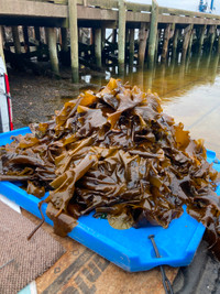 ISO - Seaweed - Kelp