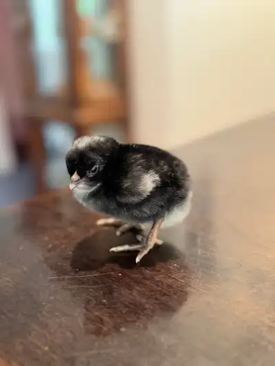 2 Orpington cross & 1 Satin silkie chick, View more