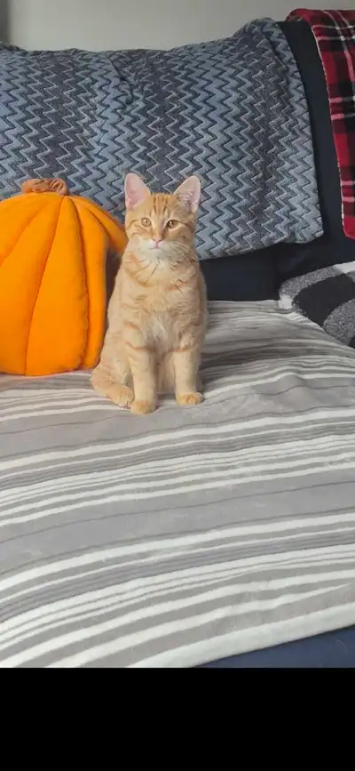 lookıng for forever home , View more