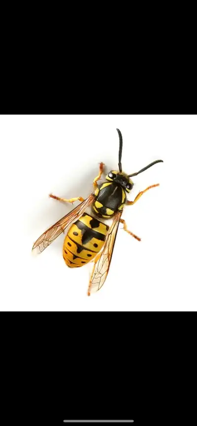 wasp removal , View more