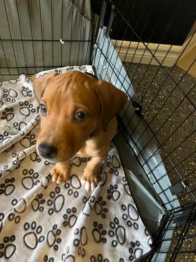 RARE DOBERMAN X AMERICAN BULLY PUPPY FOR SALE, View more