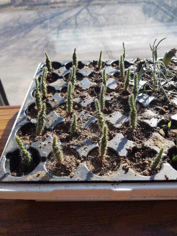 Perennial Eastern Prickly Pear Cactus Seedlings in Plants, Fertilizer & Soil in Hamilton - Image 4
