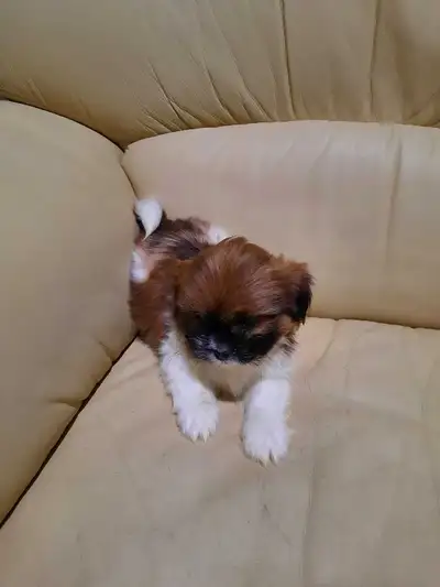 Shih Tzu puppies available, View more