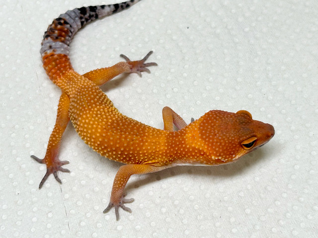 Pumpkin, leopard geckos: in Reptiles & Amphibians for Rehoming in City of Halifax - Image 3