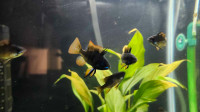 Black rams for sale