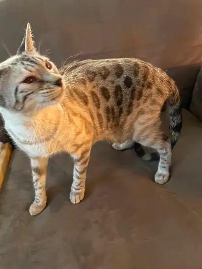 Beautiful snow bengal 3 years old, View more