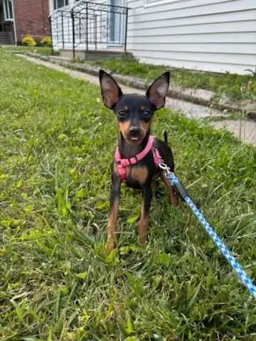 Miniature Pinscher rehome., View more