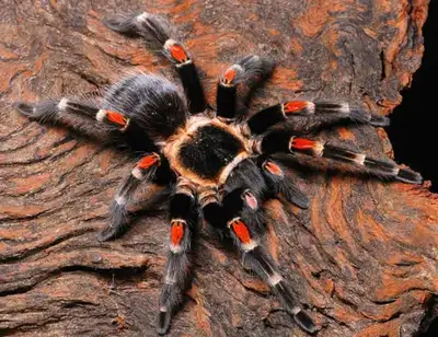 Mexican Flame Knee Tarantula (Brachypelma auratum) ~7cm juvenile, View more