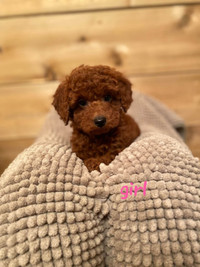 Red mini poodle puppies