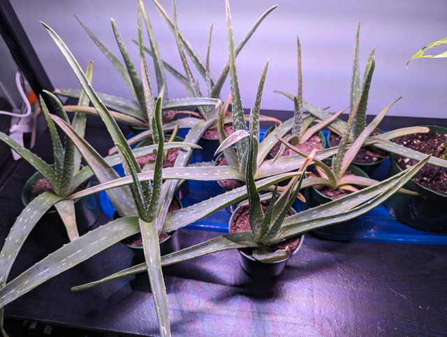 Aloe Vera Plant in Plants, Fertilizer & Soil in City of Toronto